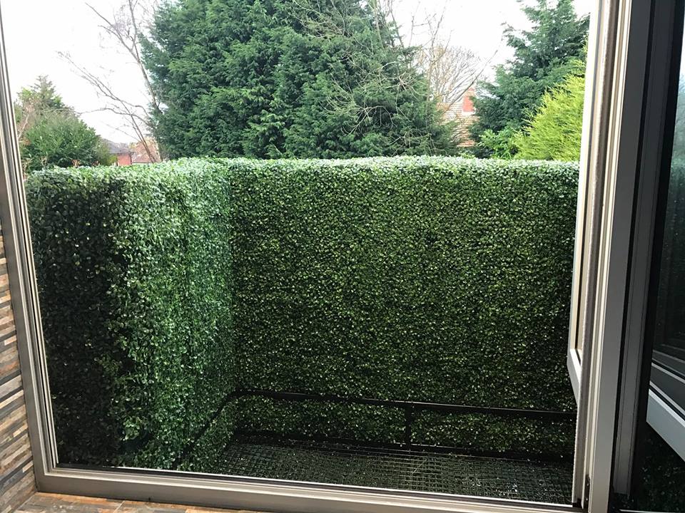 Box hedging privacy fence