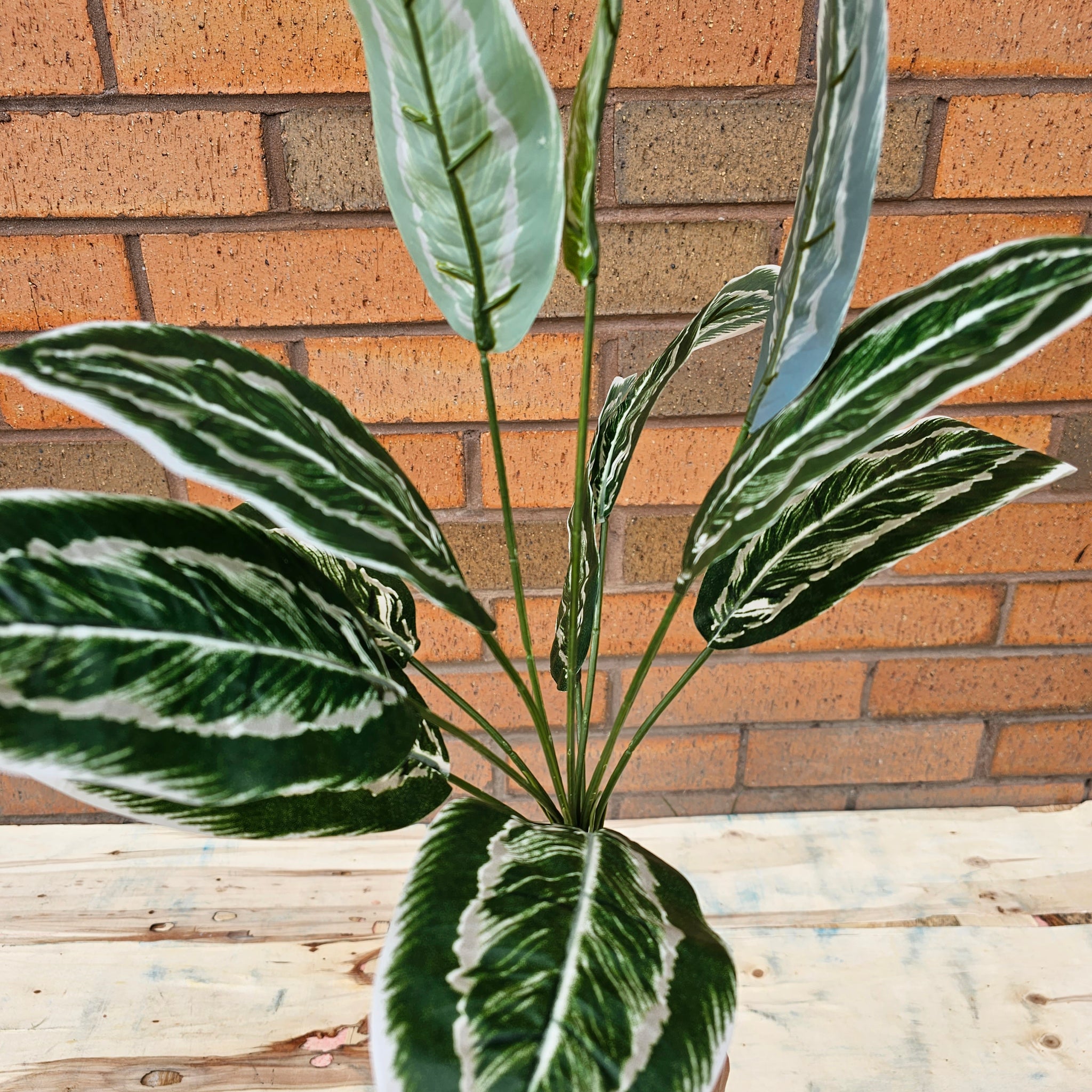 Artificial Chinese Evergreen Hedgedin