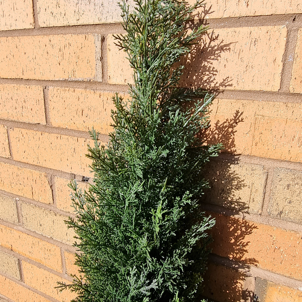 Artificial Italian Cypress Tree Hedgedin